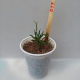 039 - Rhipsalis Erecta - Copo 180ml