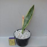 021 - Sansevieria Trifasciata Laurentii
