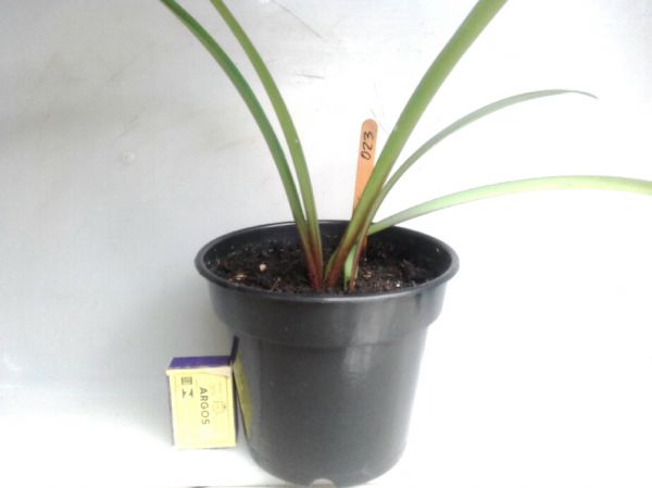 023 - AÇUCENA