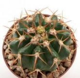 DISCOCACTUS SUBVIRIDIGRISEUS - Muda