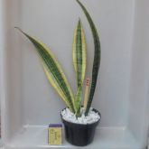 294 - Sansevieria Trifasciata Laurentii