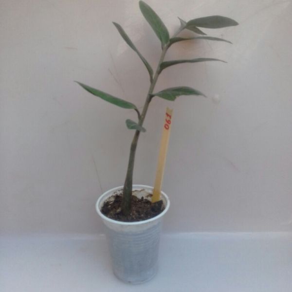 061 - Zamiculca - Zamiculca Zamifolia