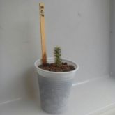 103 - Mammillaria Prolifera