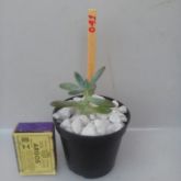 Sedum Carnicolor