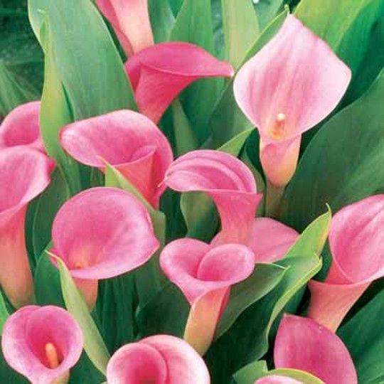 COPO DE LEITE ROSA CLARO - BULBO