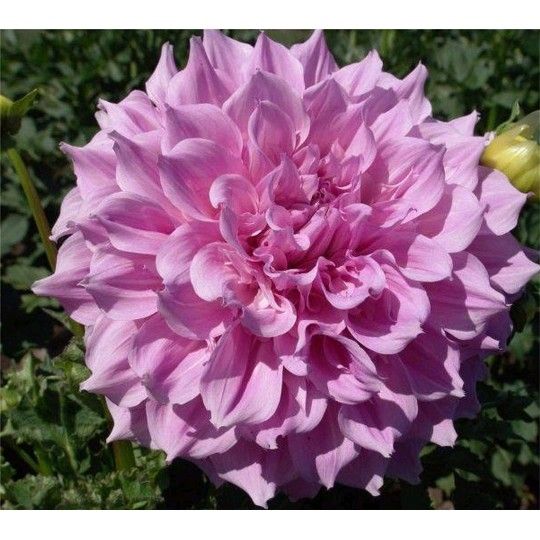 DAHLIA VERA - Bulbo