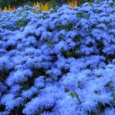 Ageratum Blue Mink (agerato) - Sementes
