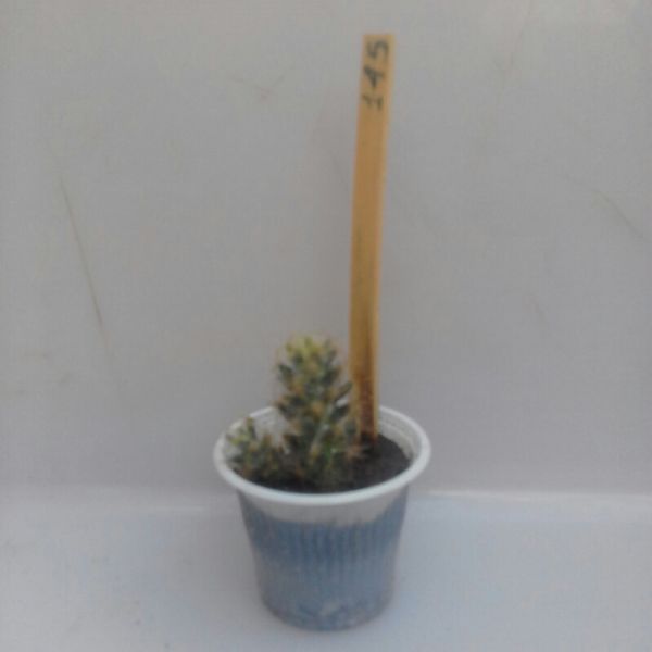 145 - Mammillaria Prolifera