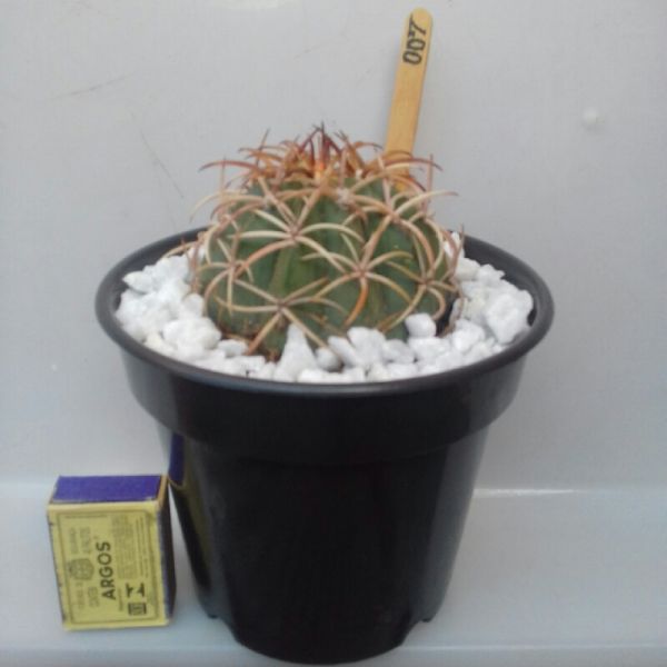 007 - COROA DE FRADE - Melocactus Zehntneri