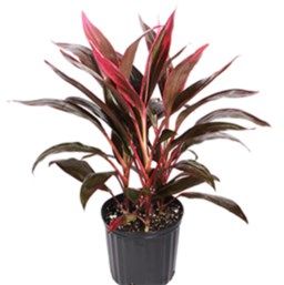 DRACENA VERMELHA - Muda