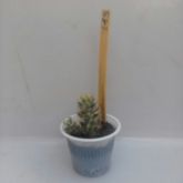 145 - Mammillaria Prolifera