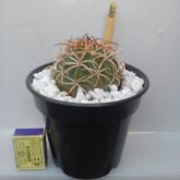 007 - COROA DE FRADE - Melocactus Zehntneri