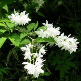 COCO RALADO - Deutzia Gracilis - Muda