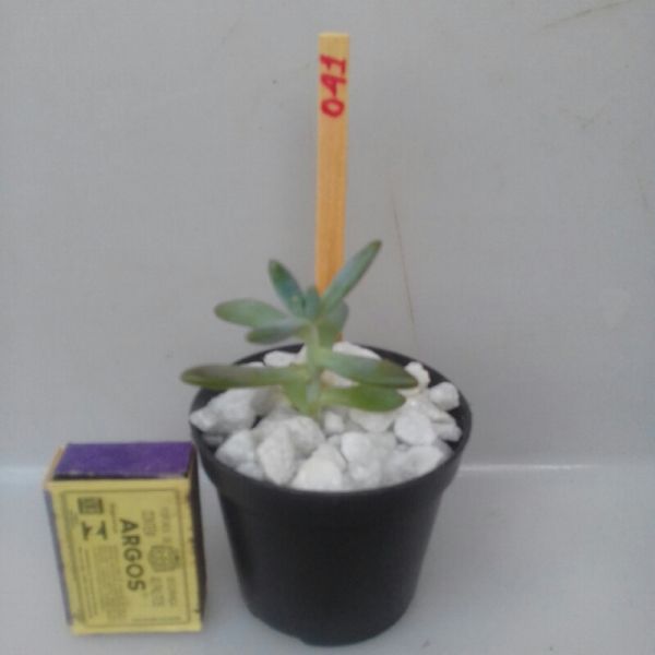 Sedum Carnicolor