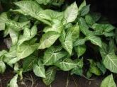 SINGONIO - Syngonium podophyllum - Muda