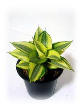 ESPADINHA - Sansevieria Trifasciata Golden Hahnii