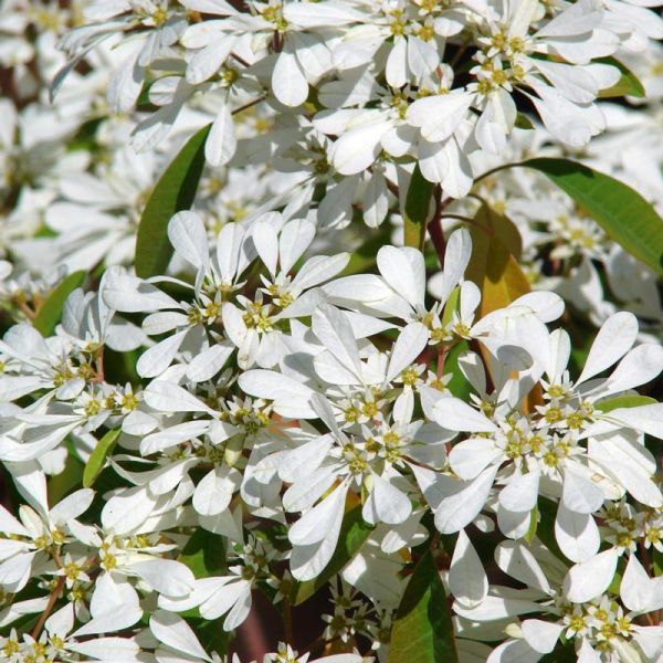NEVE DA MONTANHA - Euphorbia Leucocephala - Muda