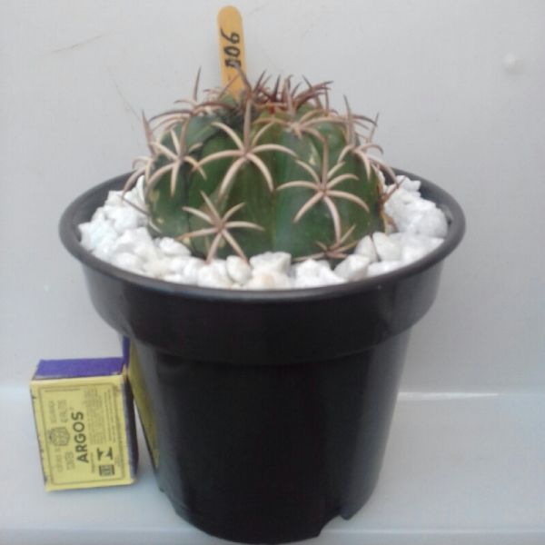 006 - COROA DE FRADE - Melocactus Zehntneri