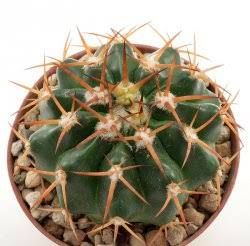 DISCOCACTUS SUBVIRIDIGRISEUS - Muda