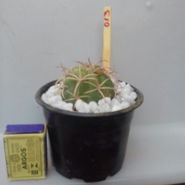 013 - COROA DE FRADE - Melocactus Zehntneri