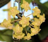 FLOR DE CERA - Hoya Forbesii  - Muda
