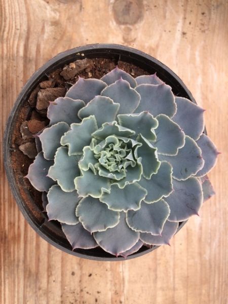 Echeveria Shaviana - Muda