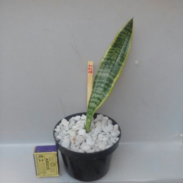 021 - Sansevieria Trifasciata Laurentii
