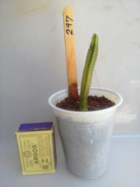 297 - CASTELO DE FADAS - Acanthocereus Tetragonus - Copo 180ml