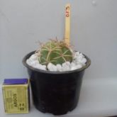 013 - COROA DE FRADE - Melocactus Zehntneri