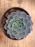 Echeveria Shaviana - Muda