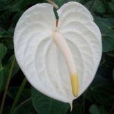 ANTHURIUM BRANCO - Bulbo