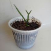 034 - Rhipsalis Erecta