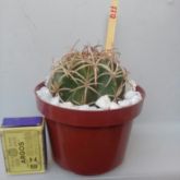 011 - COROA DE FRADE - Melocactus Zehntneri