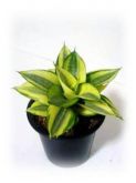ESPADINHA - Sansevieria Trifasciata Golden Hahnii
