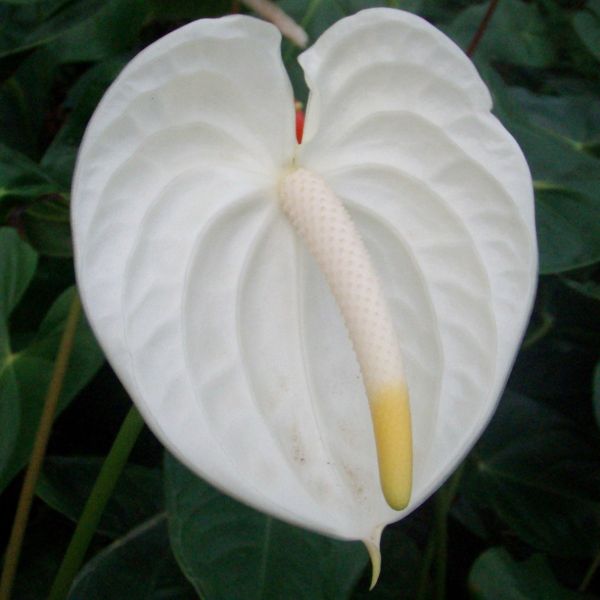 ANTHURIUM BRANCO - Bulbo