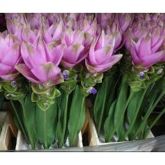 CURCUMA LILÁS - Bulbo