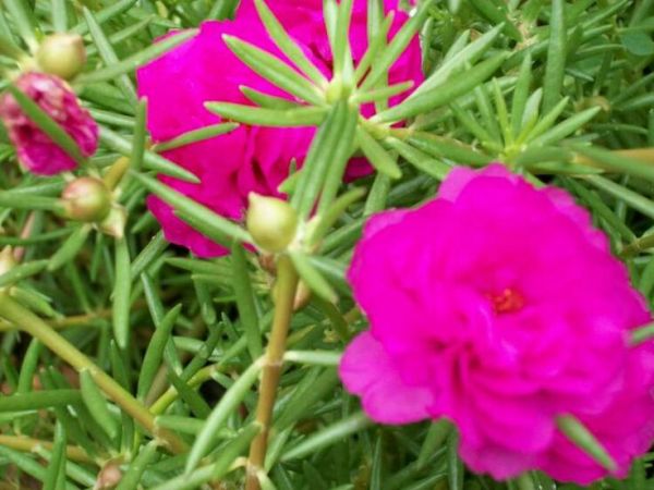 Onze-horas – Portulaca grandiflora - Rosa/Pink - Muda - ArtDiver Garden
