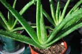 BABOSA - Aloe Vera - Muda