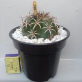 006 - COROA DE FRADE - Melocactus Zehntneri