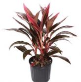 DRACENA VERMELHA - Muda