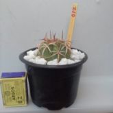 012 - COROA DE FRADE - Melocactus Zehntneri