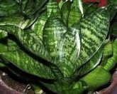 ESPADINHA - Sansevieria Trifasciata Hahnii
