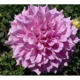 DAHLIA VERA - Bulbo