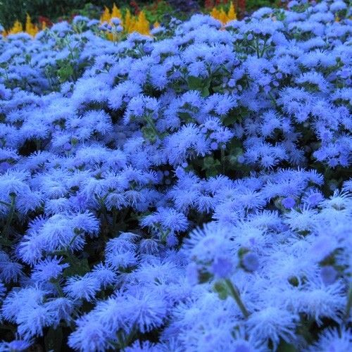 Ageratum Blue Mink (agerato) - Sementes