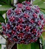 FLOR DE CERA - Hoya Pubicalyx "Red Button" - Muda