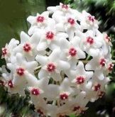 FLOR DE CERA - Hoya Carnosa - Muda