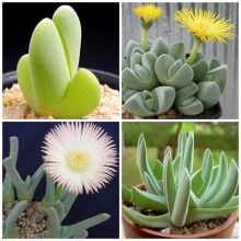Sementes de Cheiridopsis Mix - Suculenta