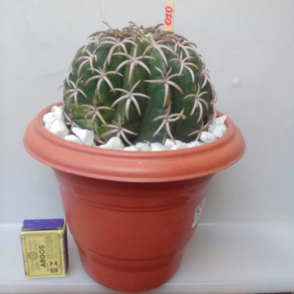 010 - CCOROA DE FRADE - Melocactus Zehntneri