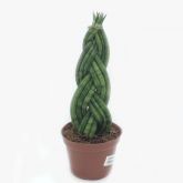 LANÇA DE SÃO JORGE TRANÇADA - SANSEVIERIA CYLINDRICA - Muda