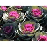Couve Ornamental 20 Sementes